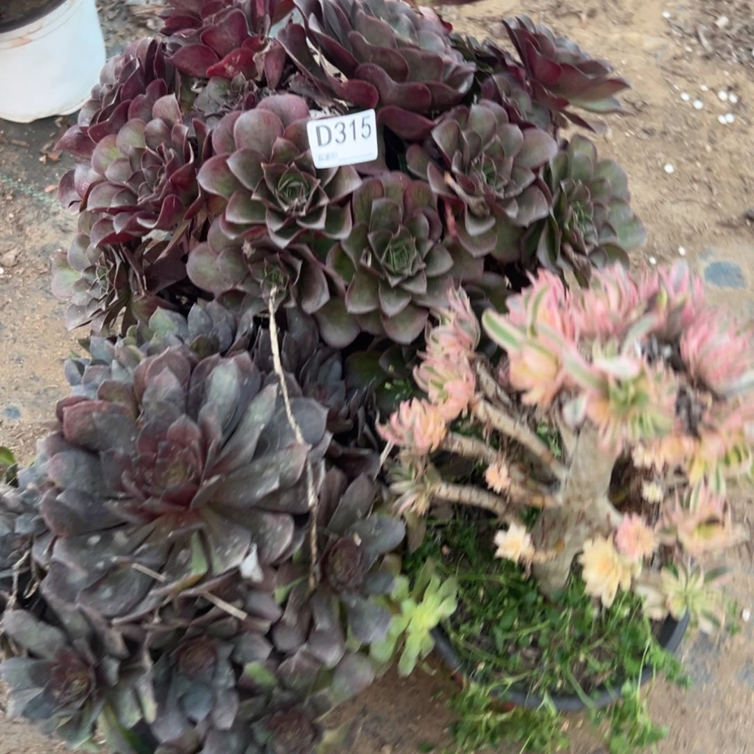 315三颗组合多肉植物法师