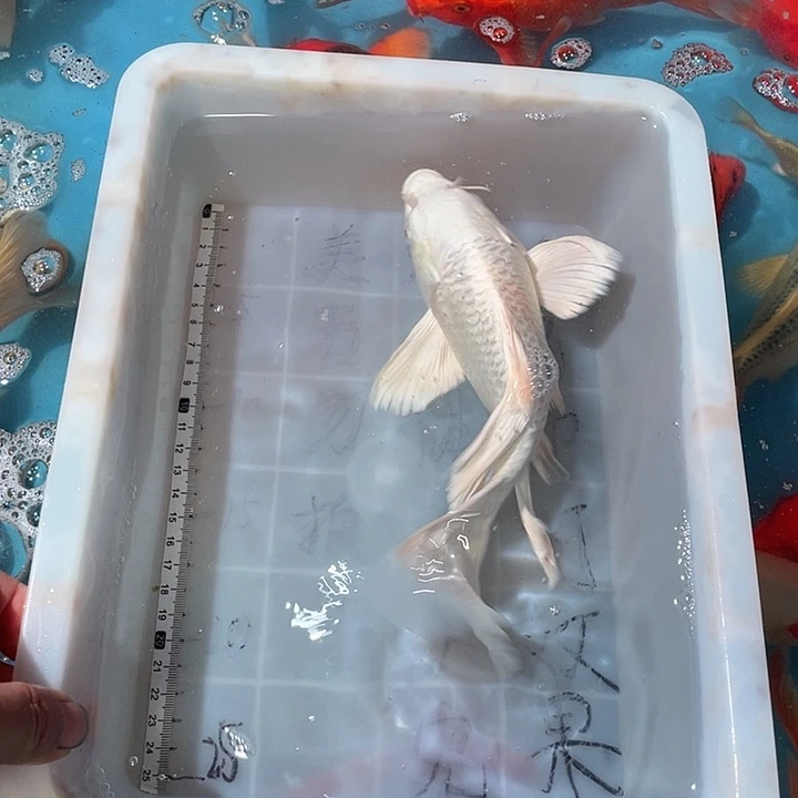 蝴蝶鲤渔场直发81