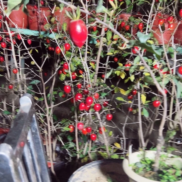 孙***锋无花朵哈哈哈哈哈哈哈