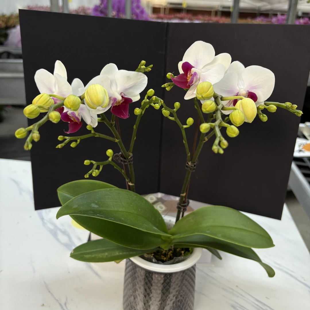 蝴蝶兰【避风港】鲜花盆栽室内观赏花花佛山基地直发好养易活