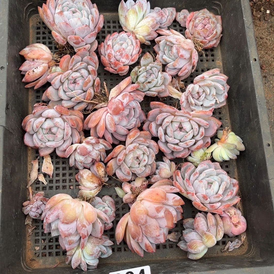 004号新疆西藏内蒙古不包邮的
