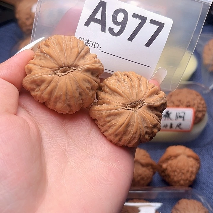 核桃蒂****明文玩文玩文玩977
