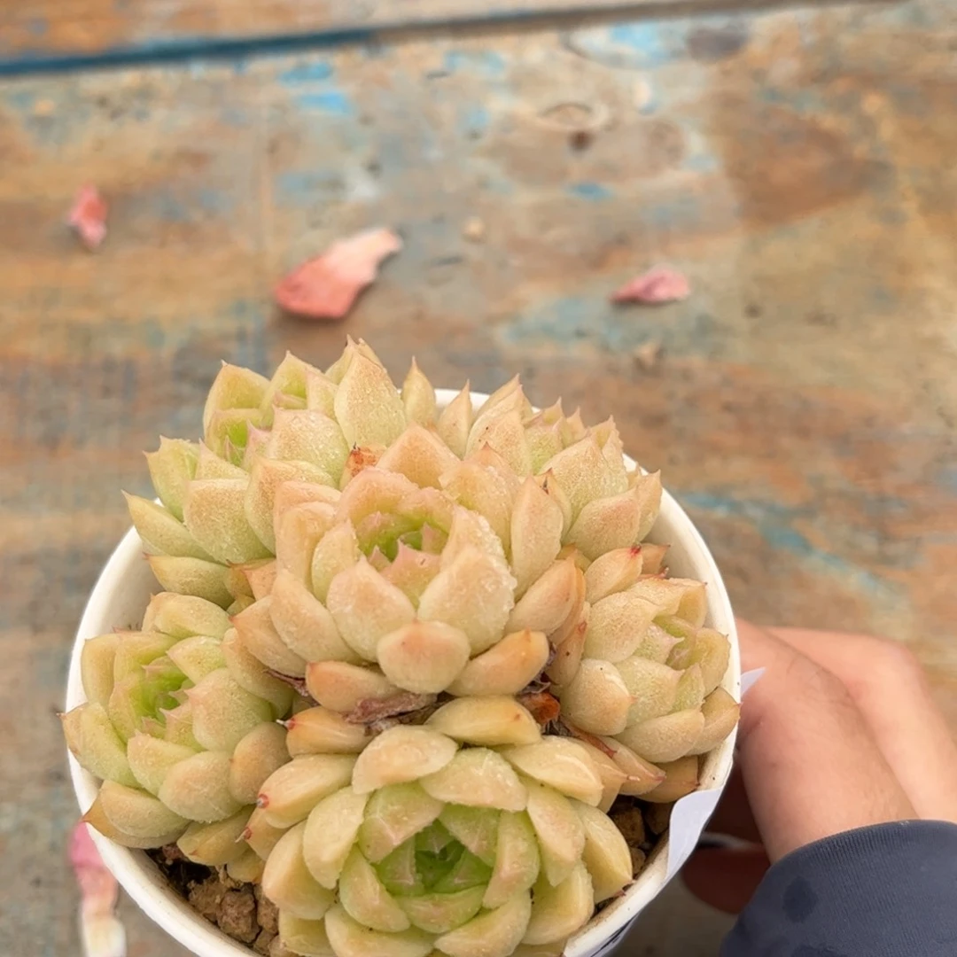 一物一拍：黄体麦秆238