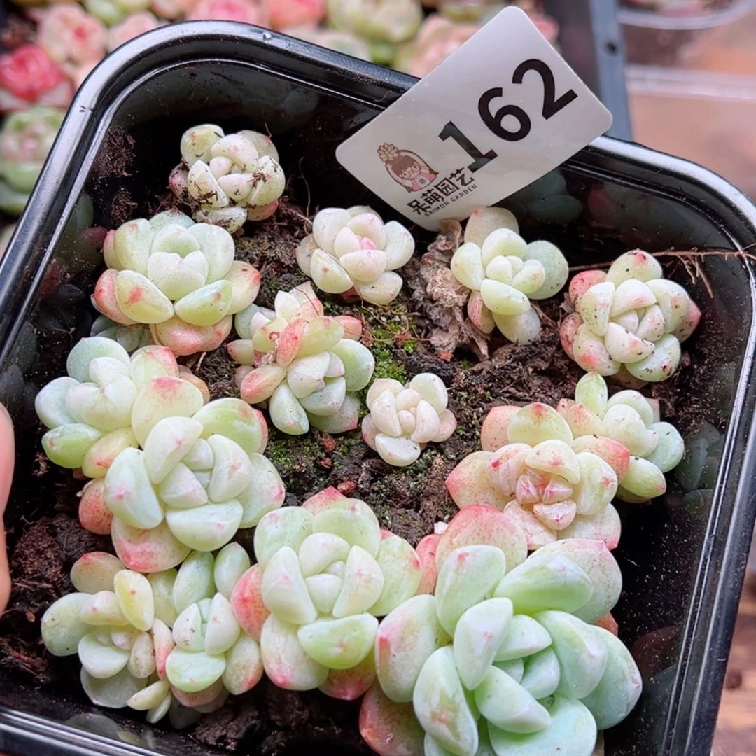 多肉植物多肉植物