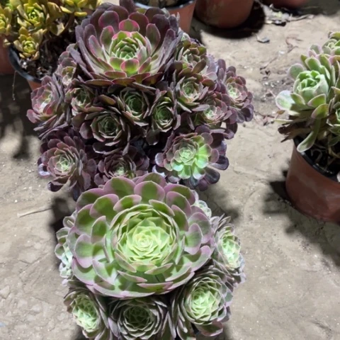 346多肉植物组合