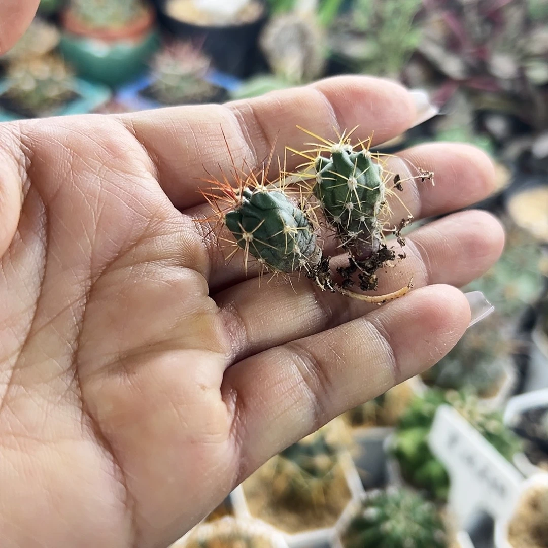 实生金冠龙加红冠龙仙人球66666