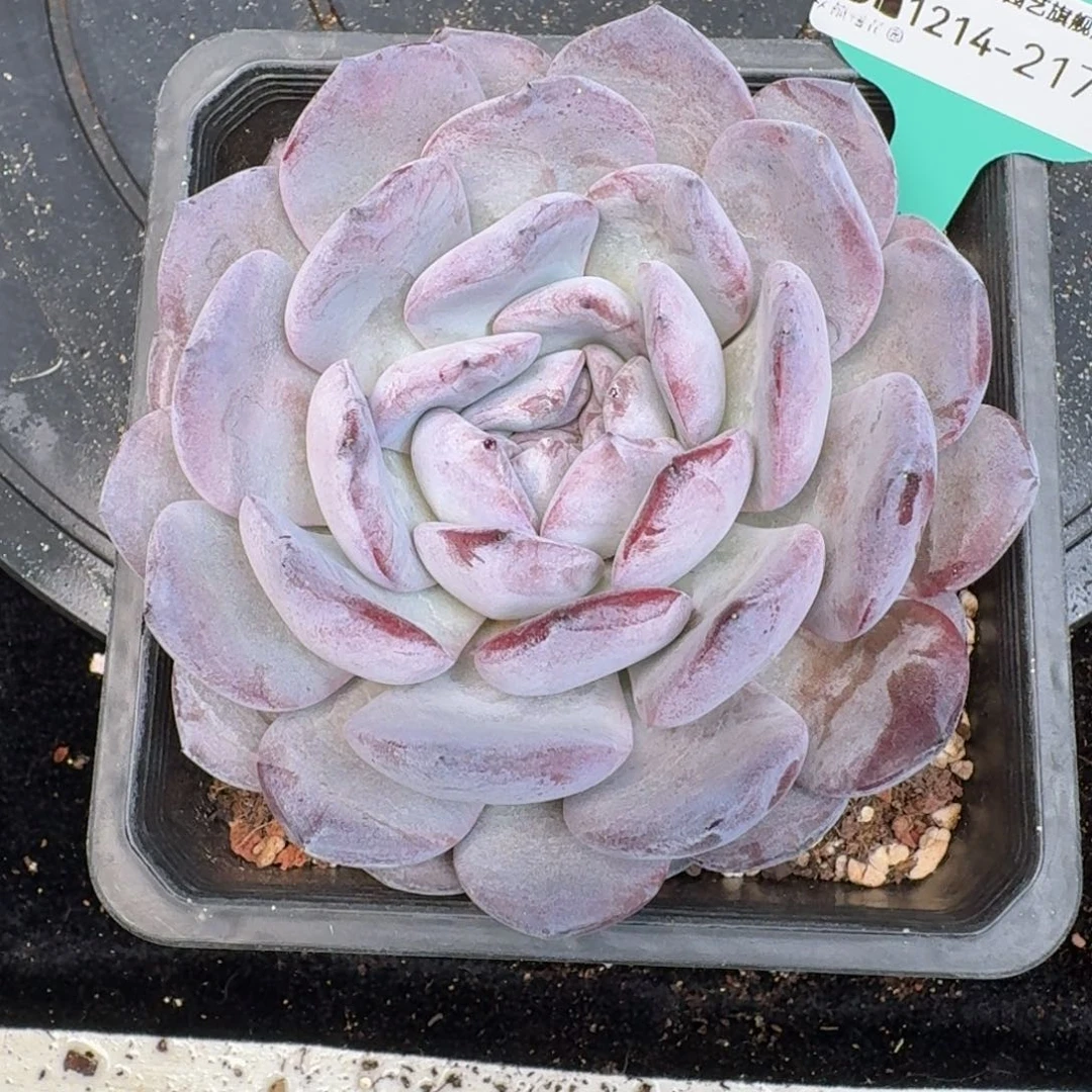 从前慢多肉精选编号1214.217