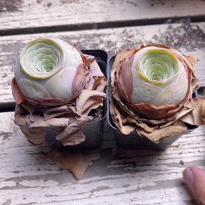 一***葵山地玫瑰一物一拍