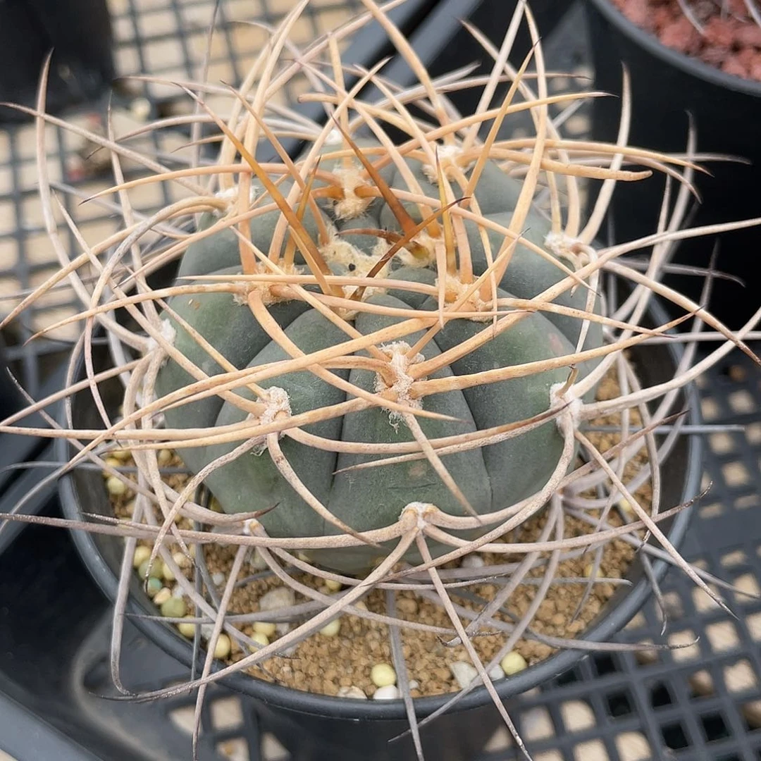 仙人球裸萼属渡边光琳玉实生7.2厘米