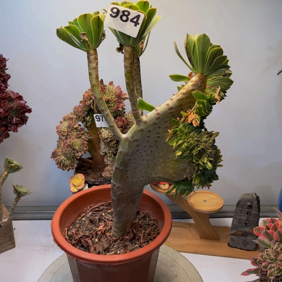 多肉植物原始绿缀984