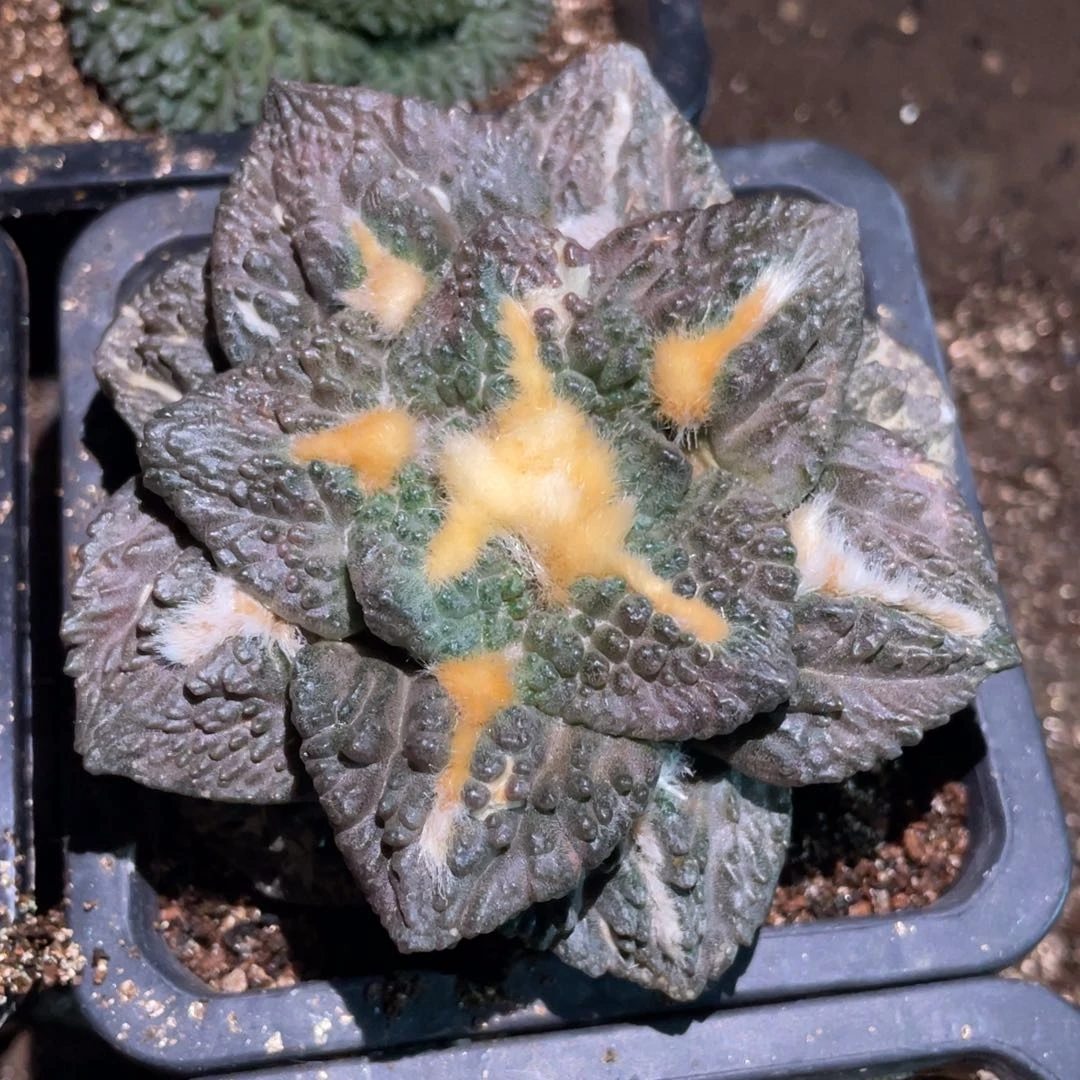 全部花朵宝*自根紫皮龟甲牡丹