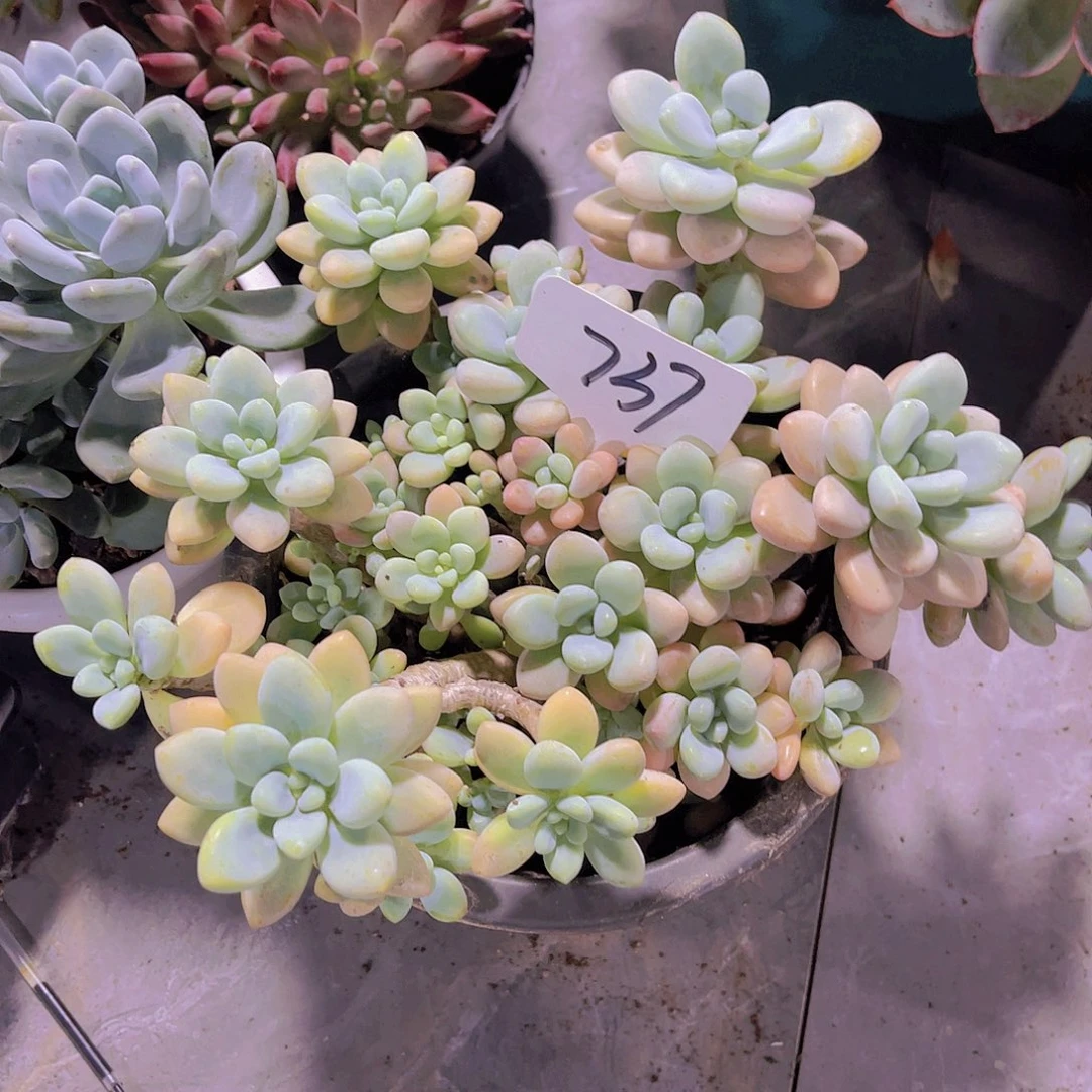 胖***贵000000000000000737