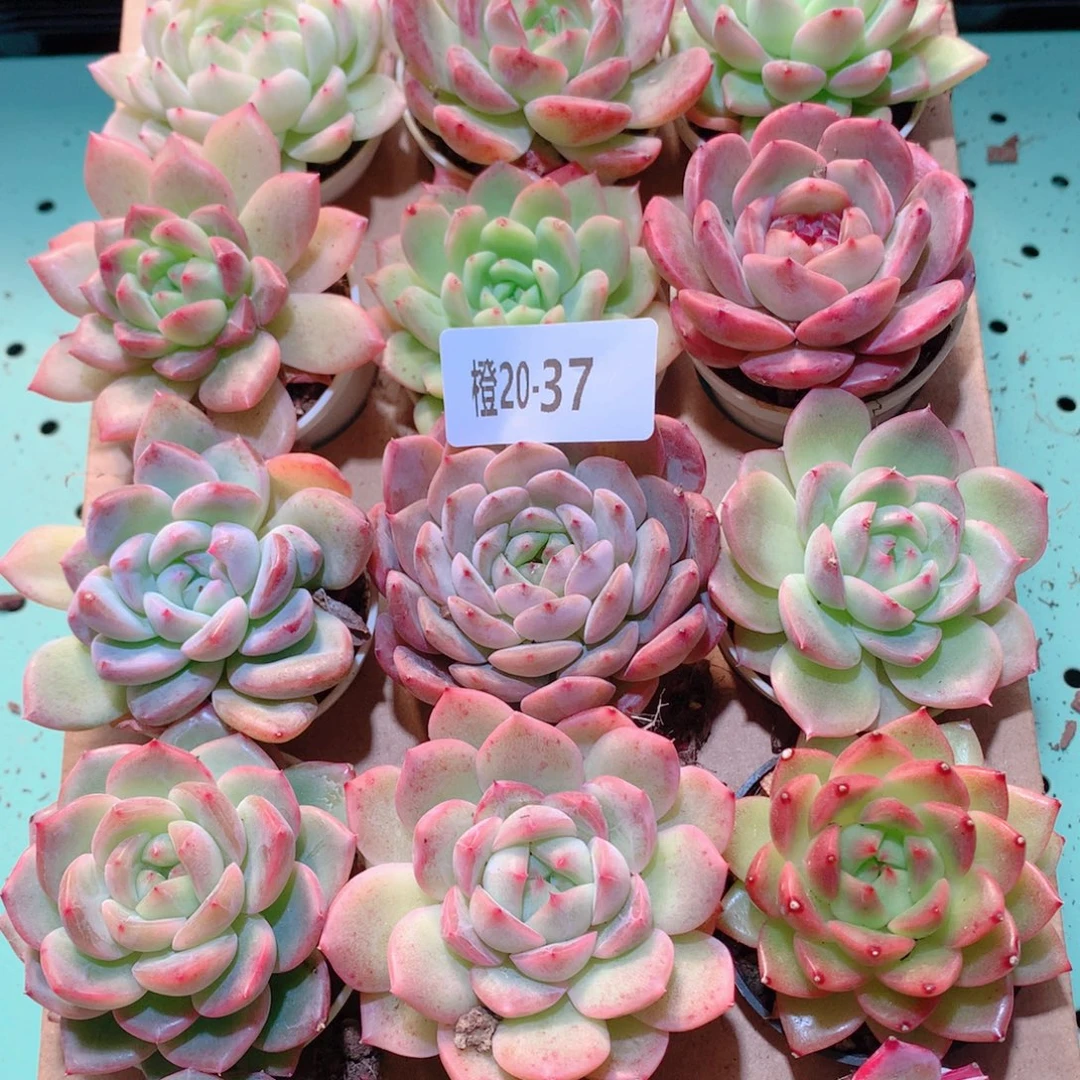 20-37一物一拍多肉带盆18颗
