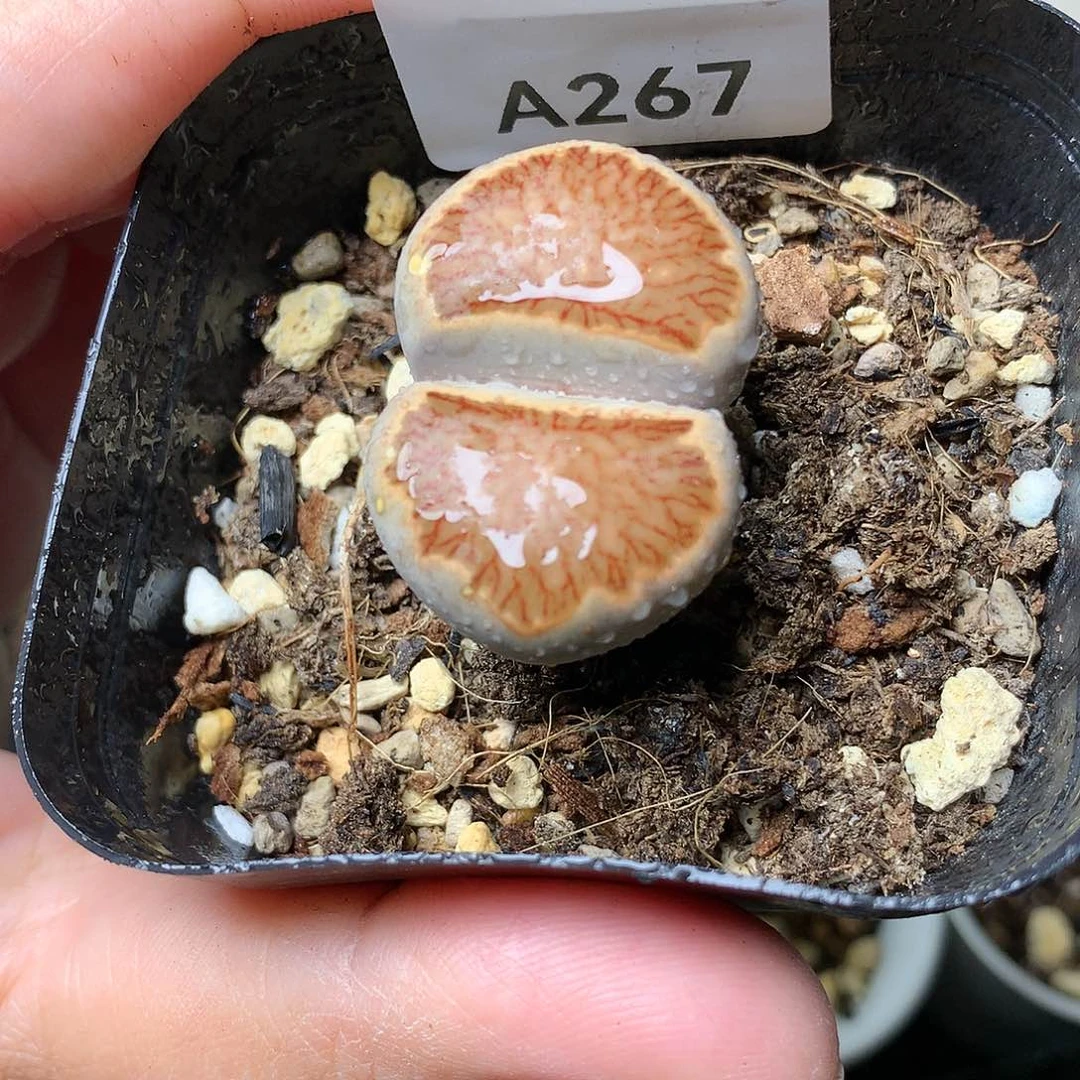 A267多肉植物保护