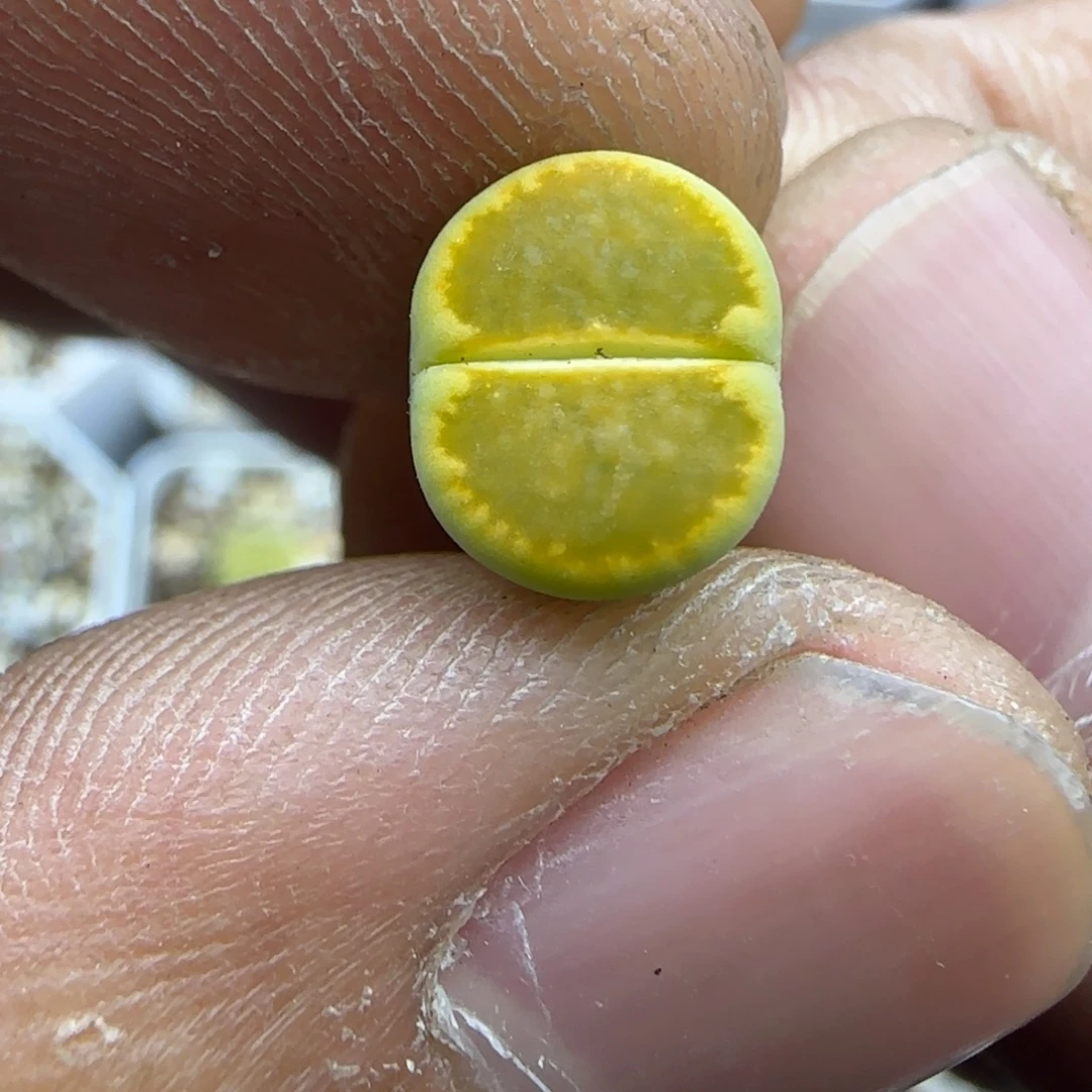 074 生石花大棚直播