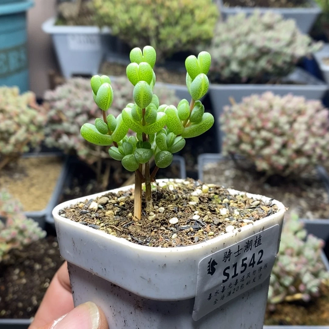 ?****1542元宝枝干番杏