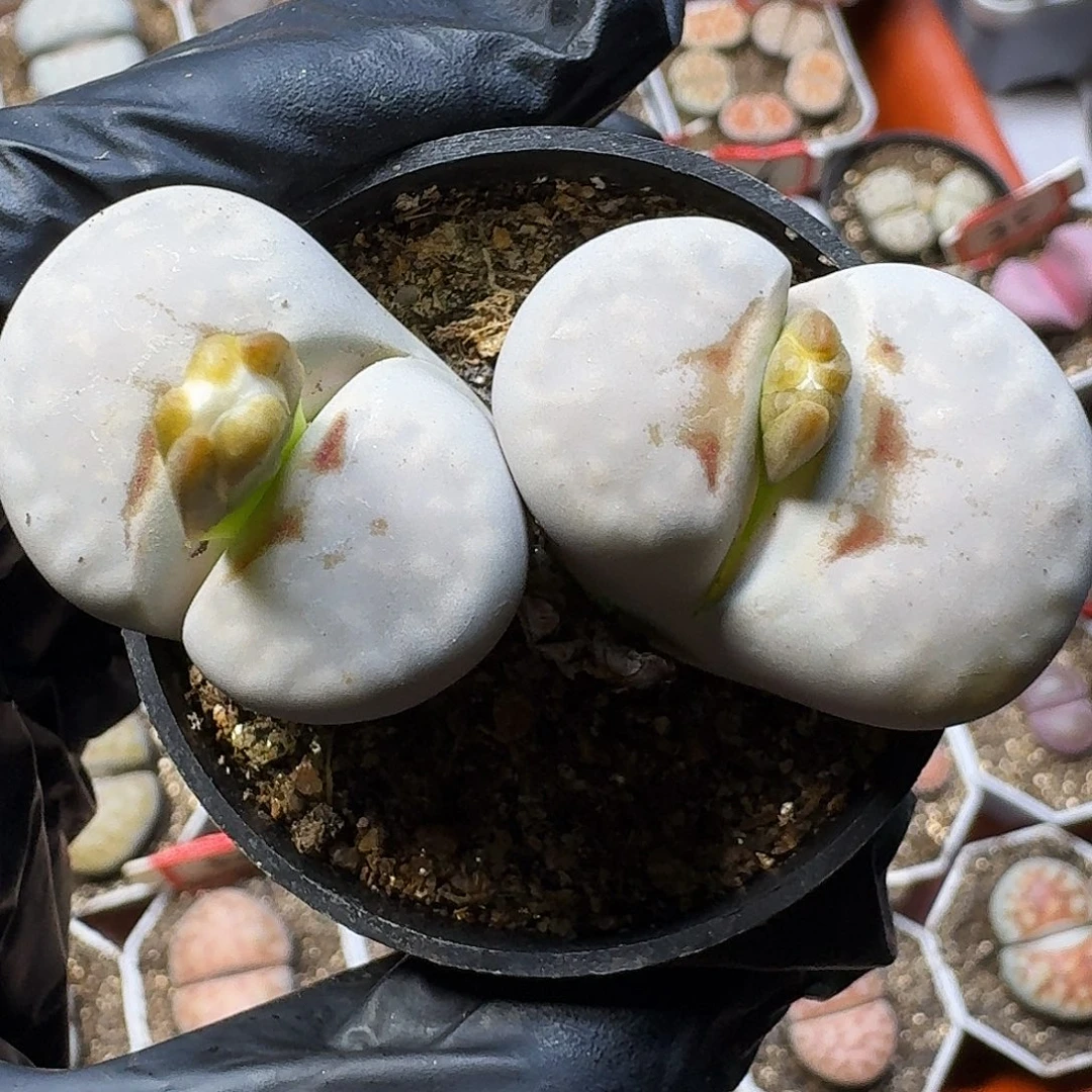 生石花11111。   57