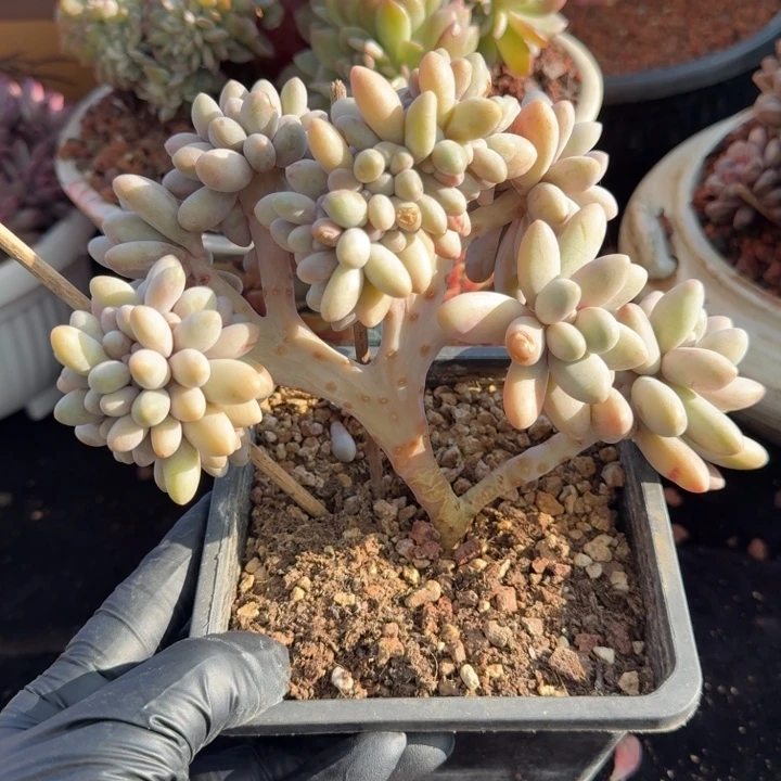 13厘米左右一物一拍的的