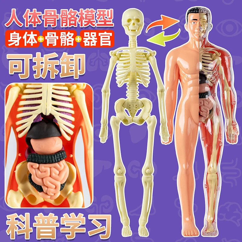 可拆卸拼装3d骨架内脏医学生物解剖立体玩具人体结构器官模型骨骼