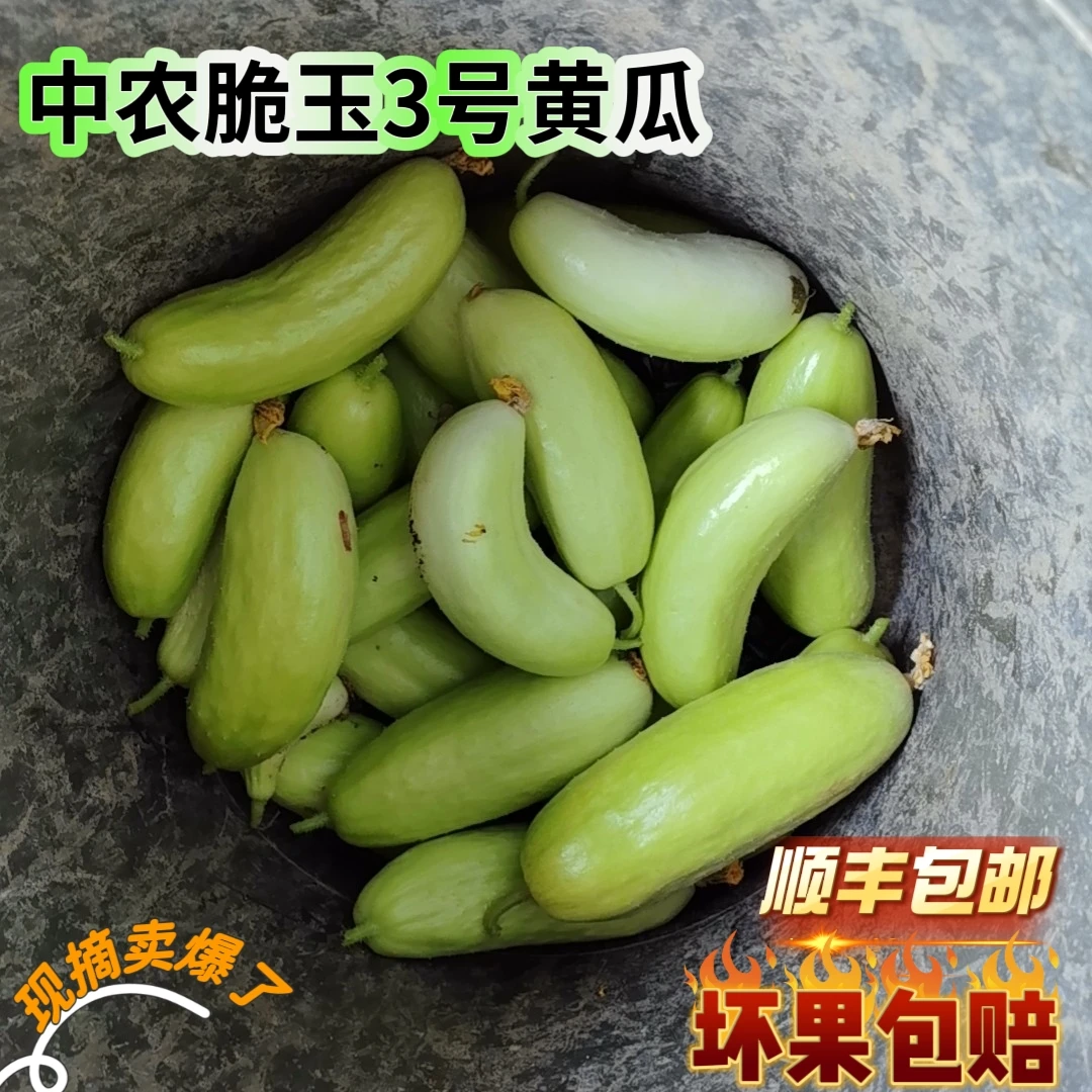【顺丰包邮】自家大棚正宗中农脆玉3号黄瓜新鲜水果黄瓜低卡生吃