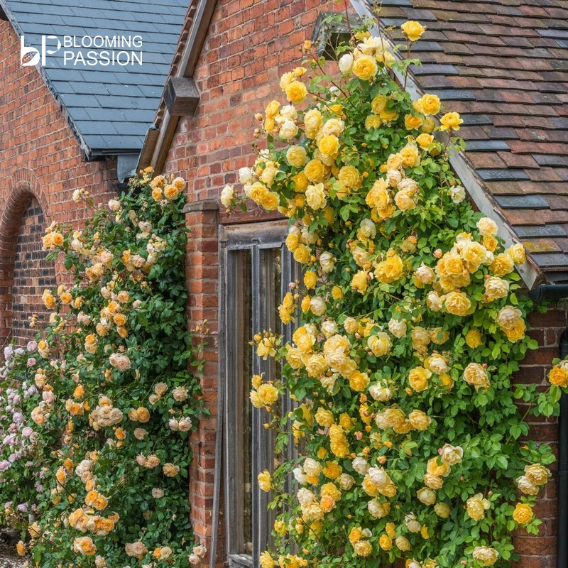 黄金庆典中苗 可藤可灌月季