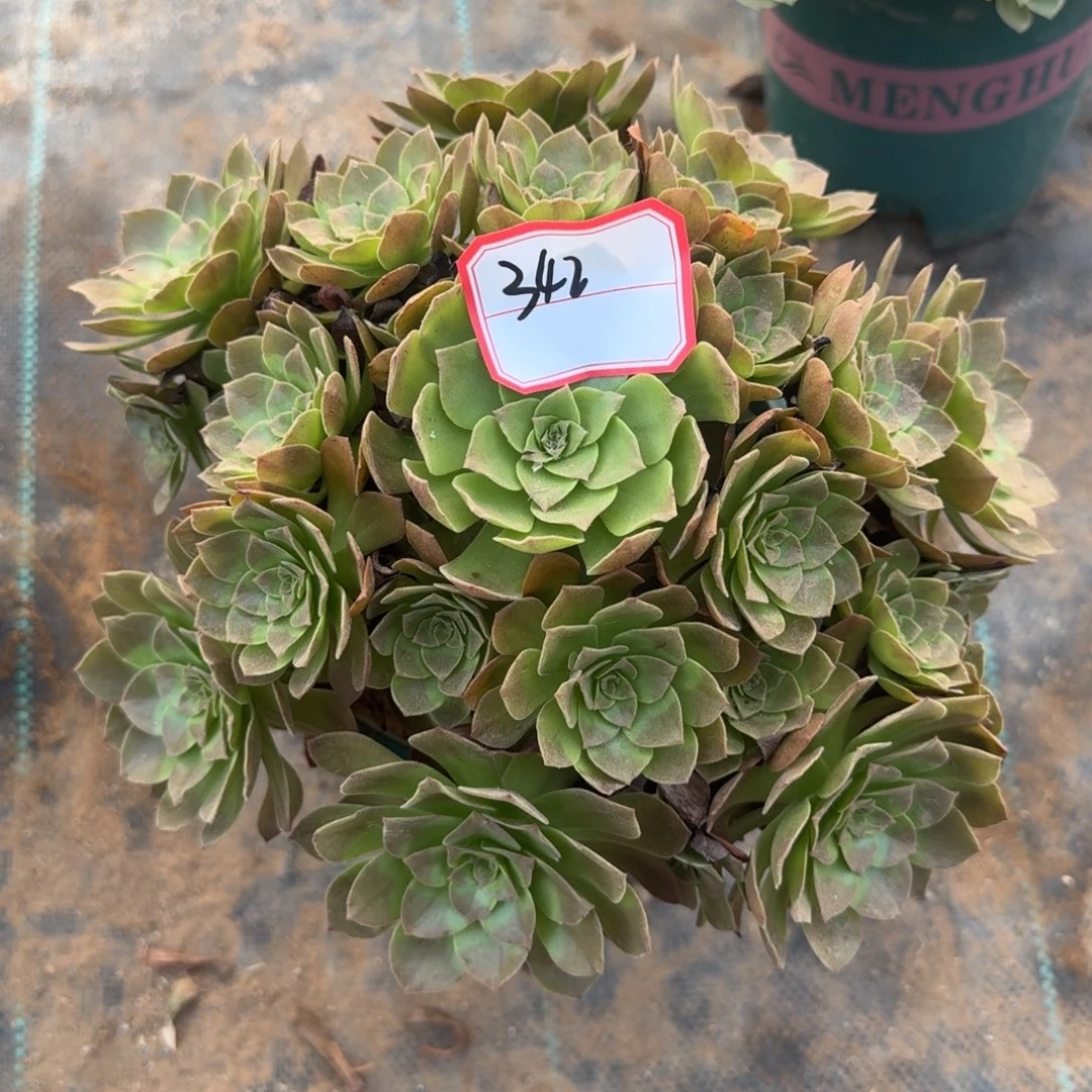 黑魔法师一物一拍342