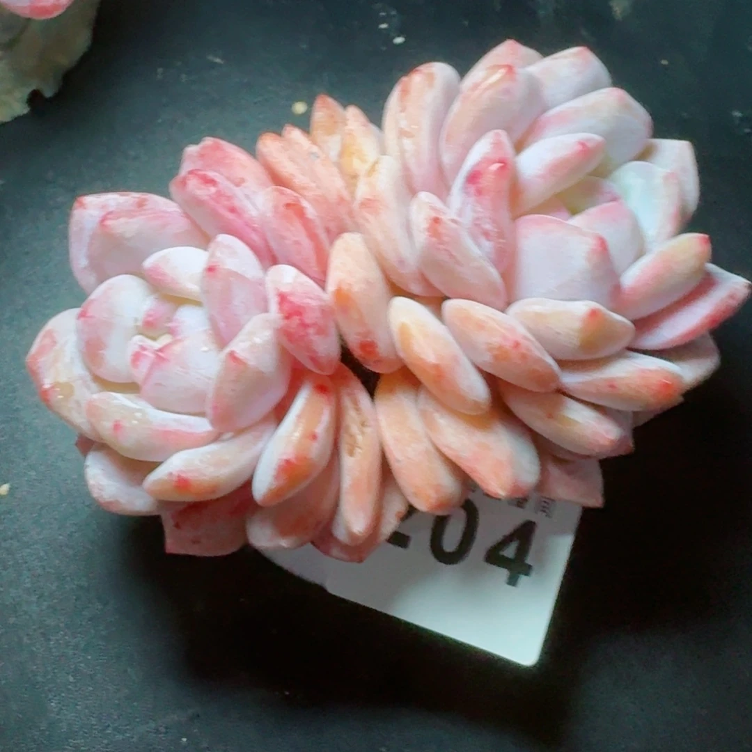 雪之魄      愿你一路坦途，乘风破浪展宏图