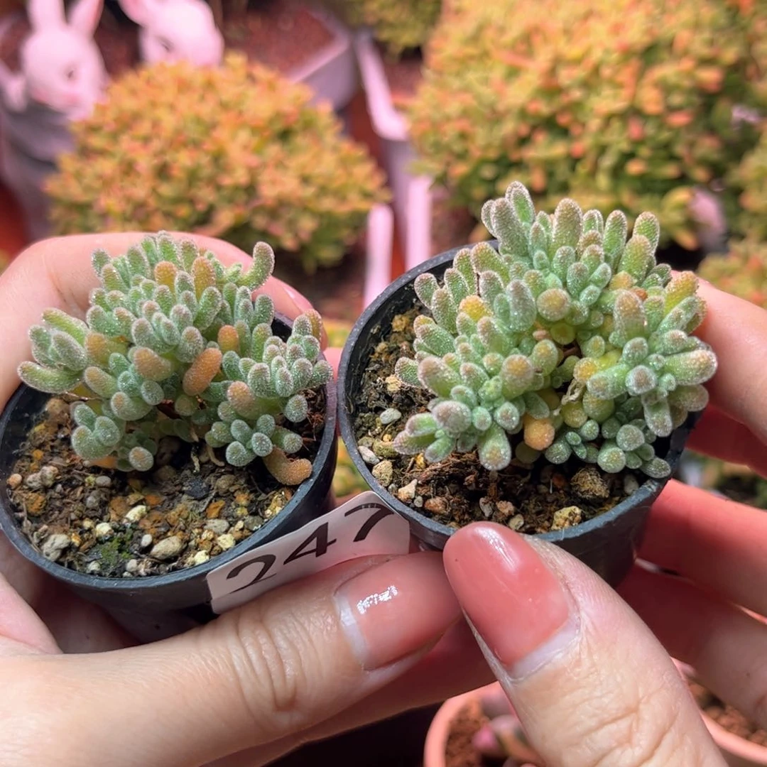 247奶油冰晶两颗可爱多肉植物