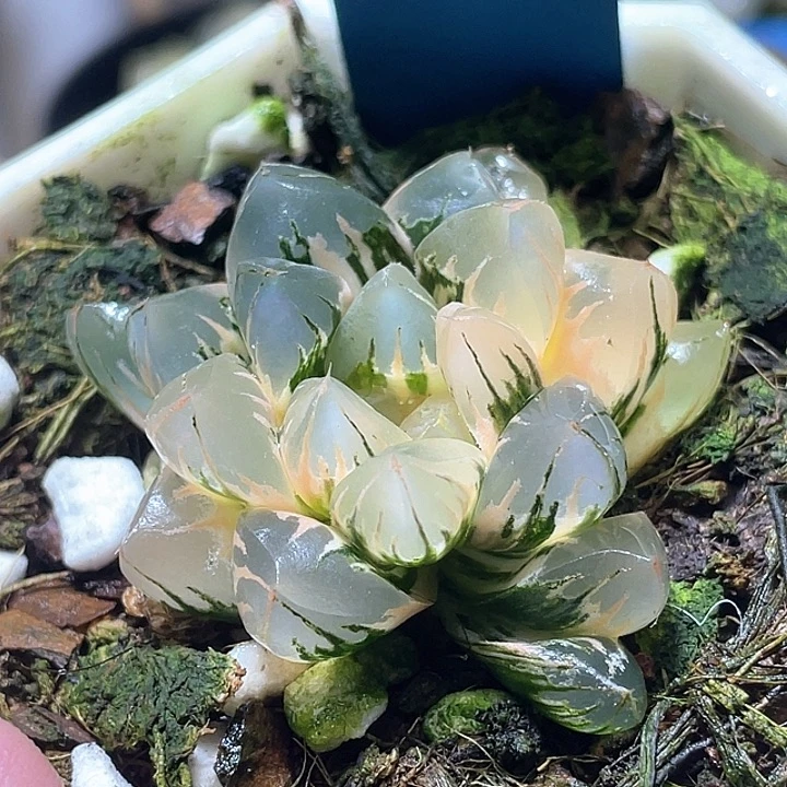 504北极之光您特选福利