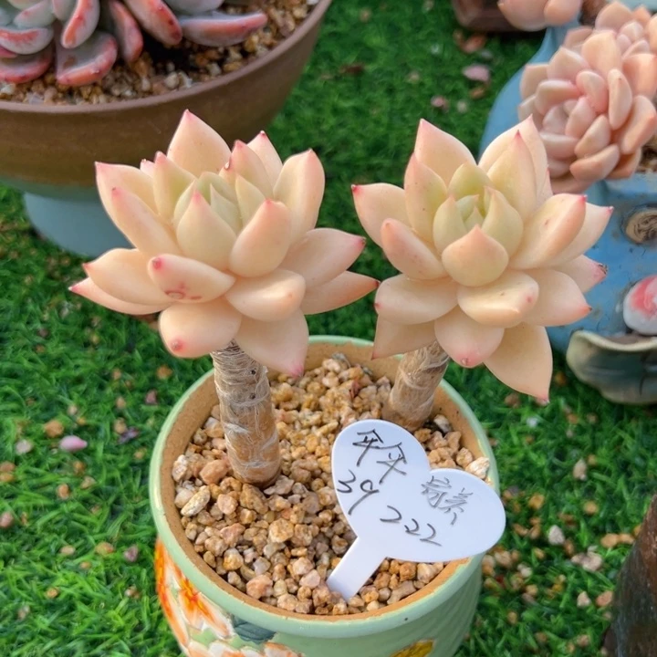 瞌***伞玉珠金莲 11公分 不带盆