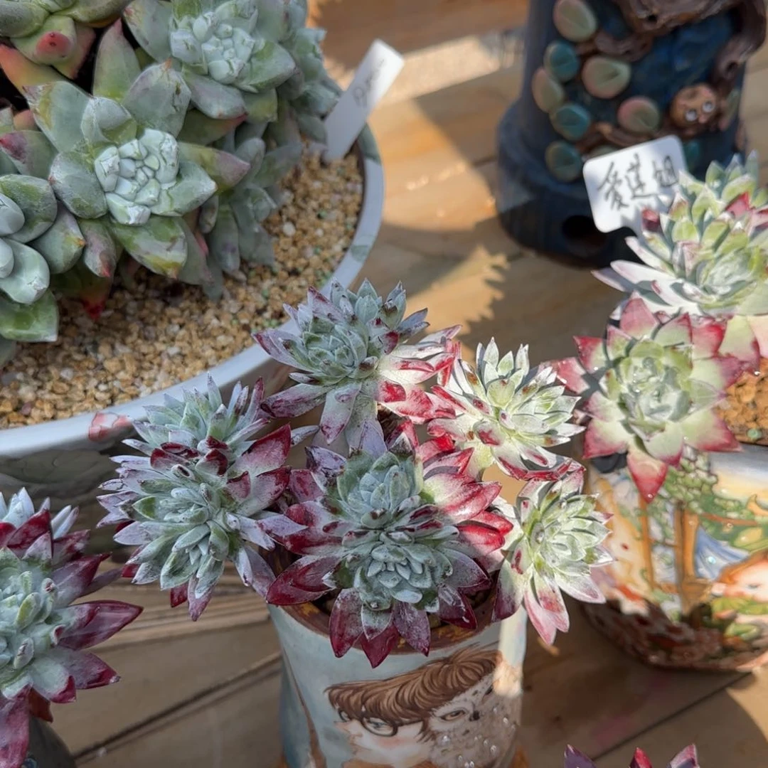 小*250222011多肉植物仙女杯小白