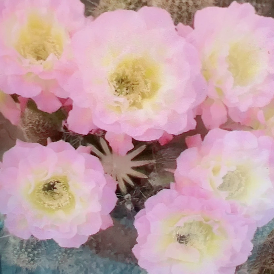 彩草 明月 侧芽满20包邮
