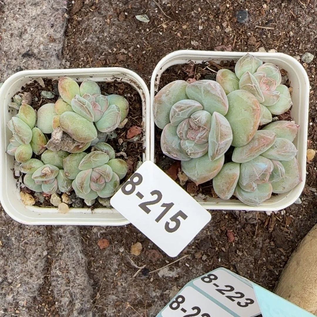小卡拉米糖心一物一拍