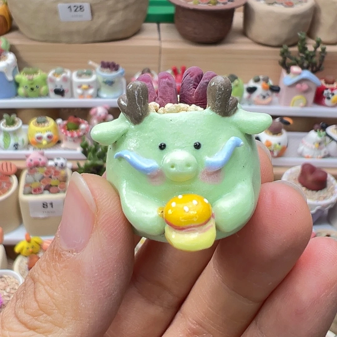 多肉植物134号拇指盆