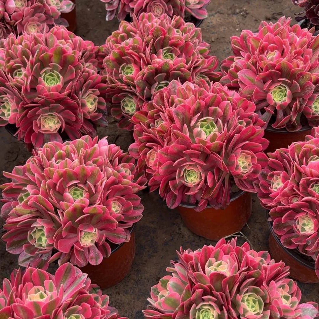 粉女巫绣球9.9多肉植物