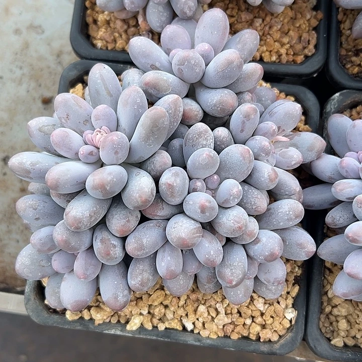 汤圆平头群生多肉