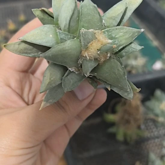 一物一拍，实生仙人球
