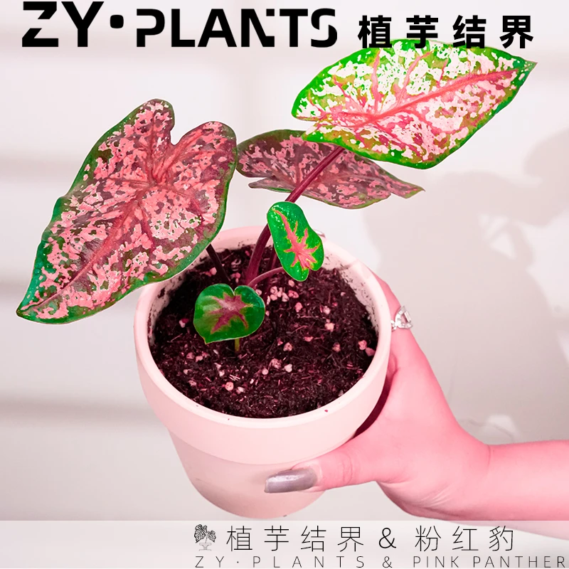 「植芋结界」粉红豹彩叶芋INS风客厅阳台观叶稀有粉色耐热植物盆栽