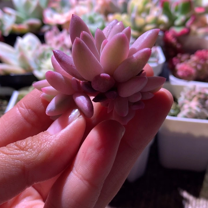车厘子群生砍头无根