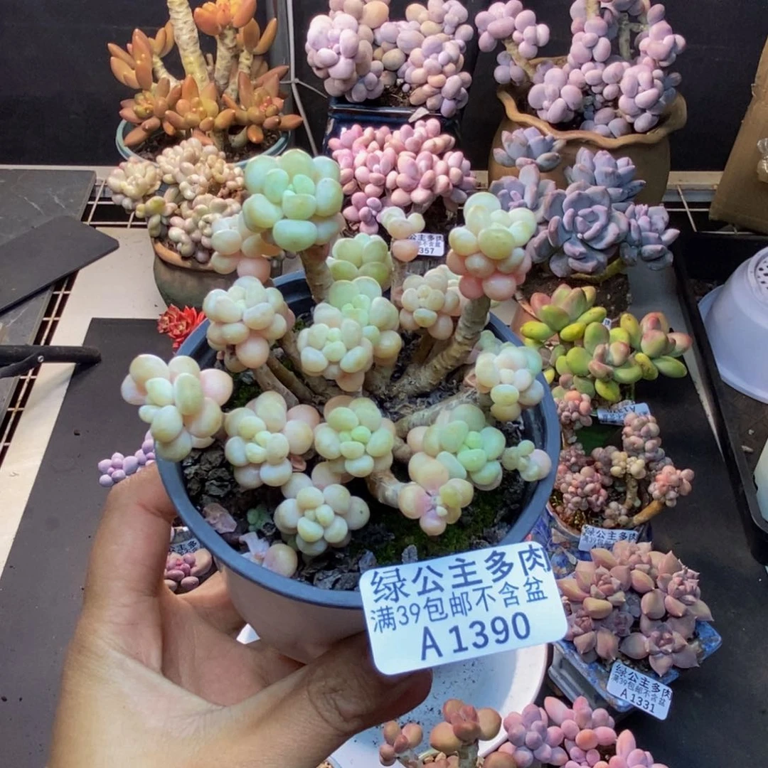 390花朵鱼子酱多肉7c m