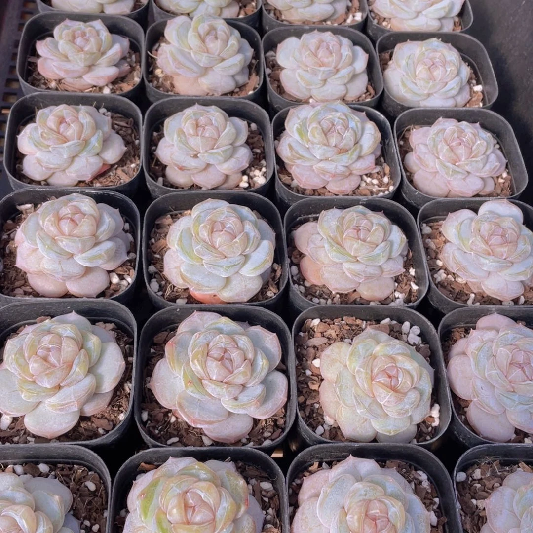 量拍20号 糖心白兰地单头一个