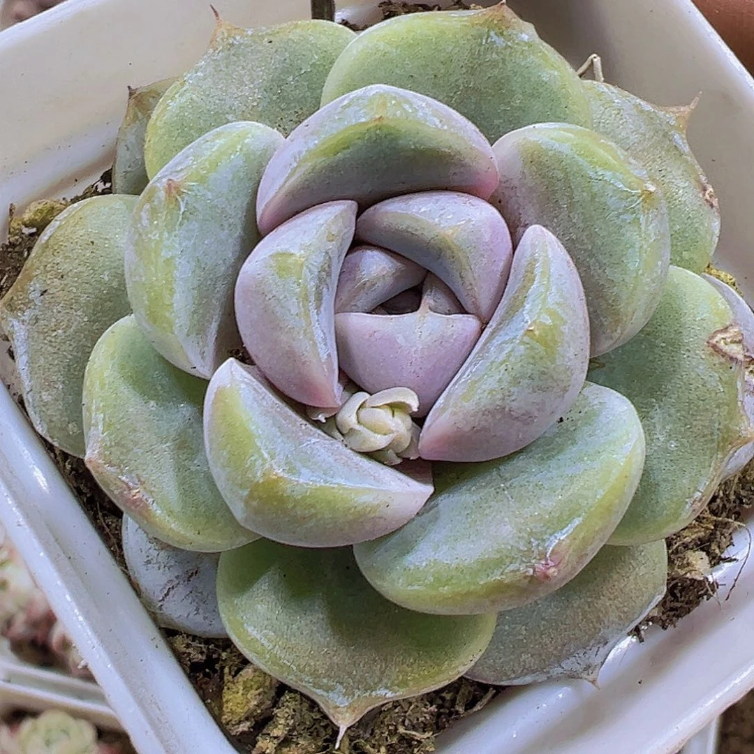 单头雪兔19包邮多肉