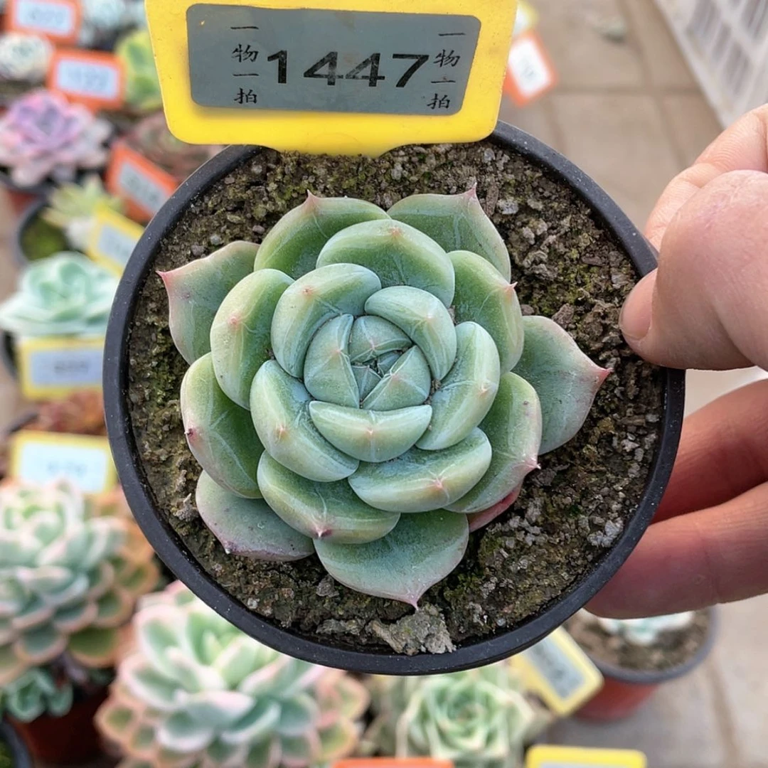 【闪购商品】就**从1447号