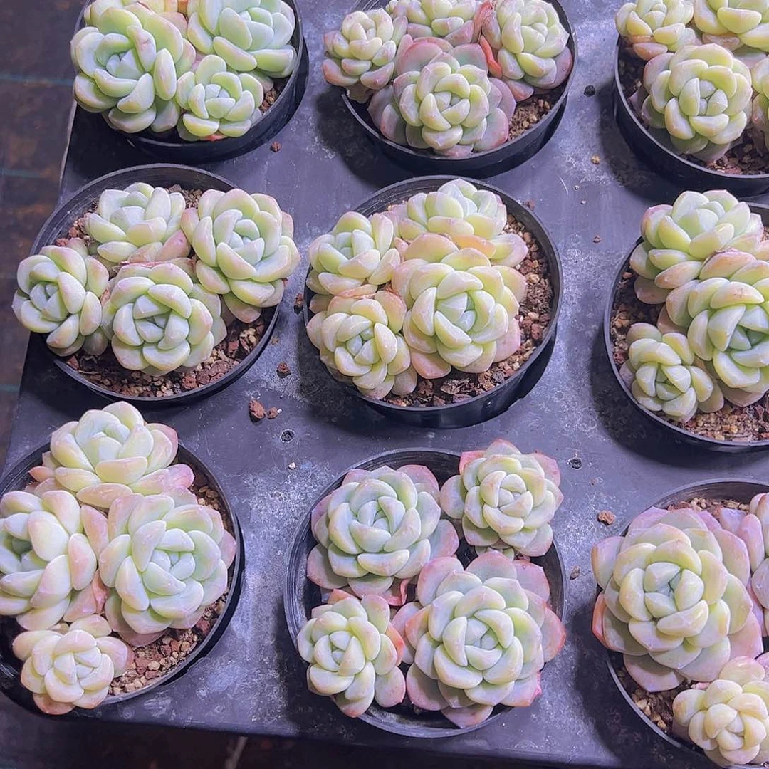 红****)大冰玉4头起19包邮