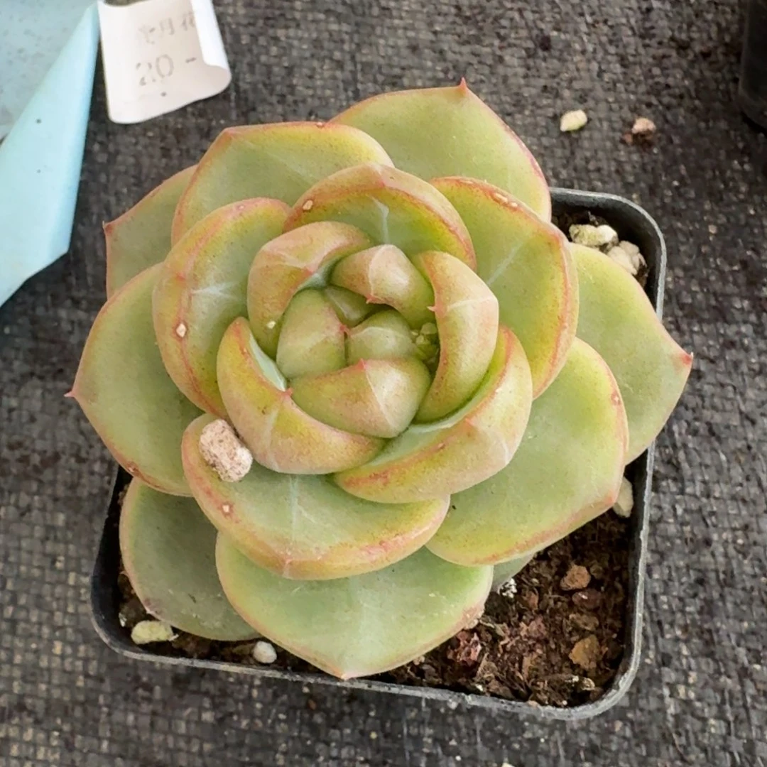 翡翠珍妮一颗量拍27-25