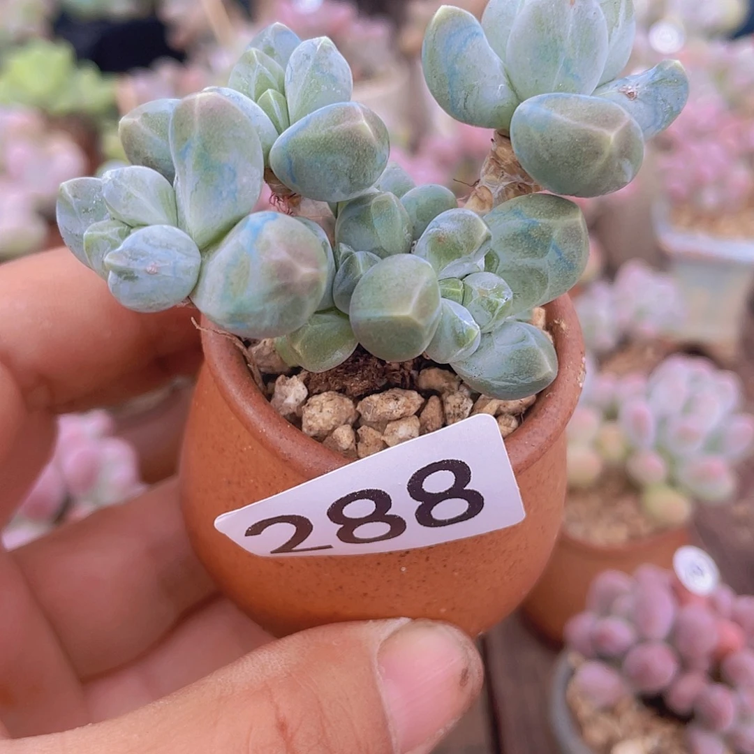 星空美人多肉植物
