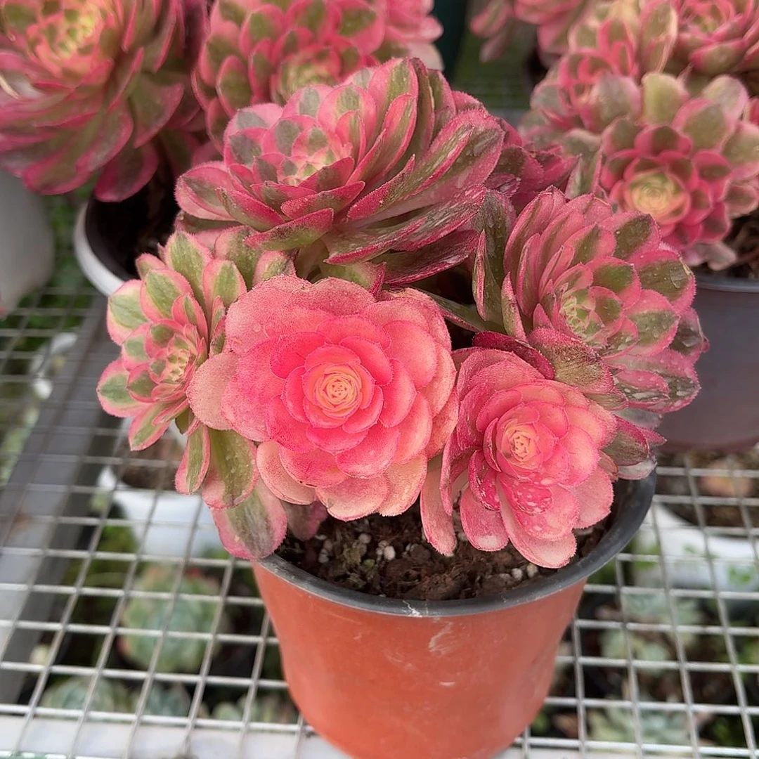 优***子万圣节超白锦冠幅18㎝左右