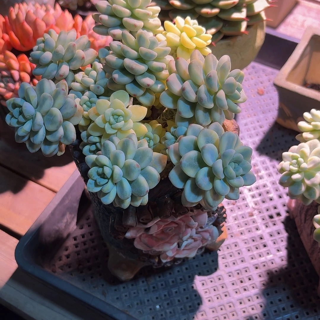 凤***飞劳尔锦多肉多肉多肉多肉