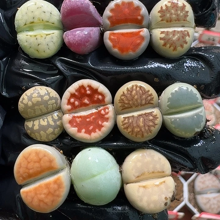 生石花111111。  259