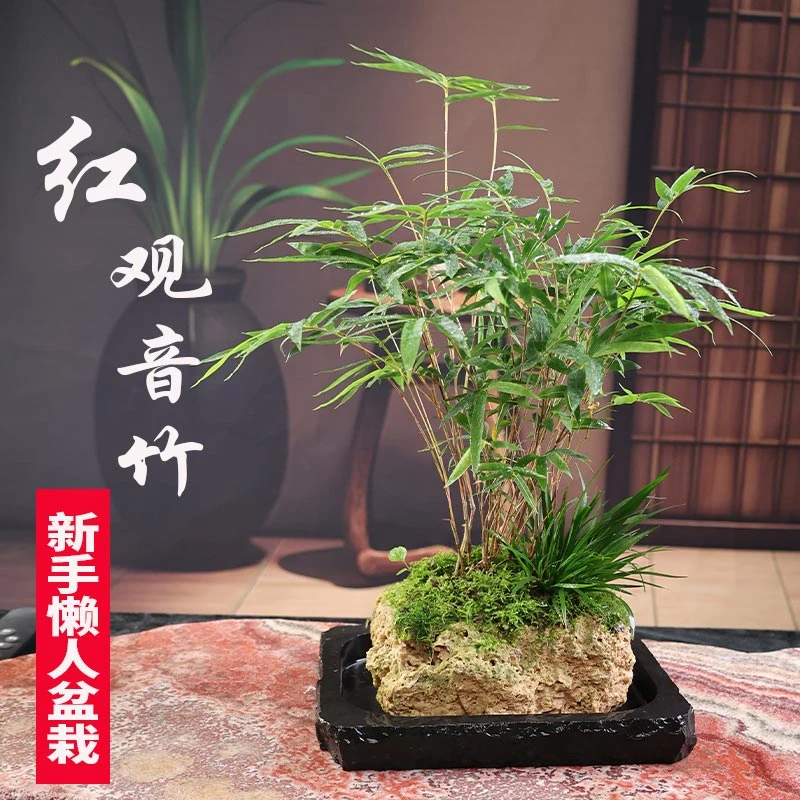 【红观音竹】吸水石红竹桌面禅意盆栽茶室盆景上水石盆栽水培米竹